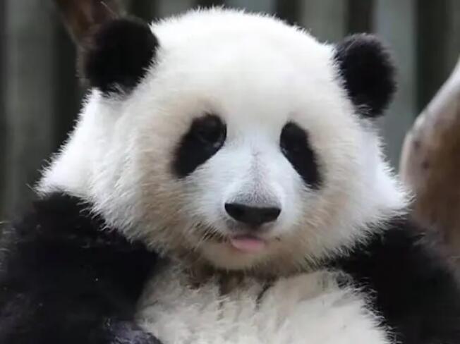 成都国宝大熊猫“和花”名字“熊猫和花”已成为注册商标